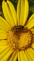 Psilothrix viridicoerulea