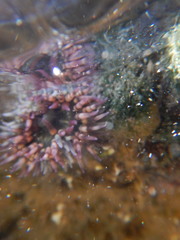 Bunodosoma californica