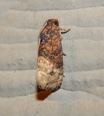 Ecdytolopha mana