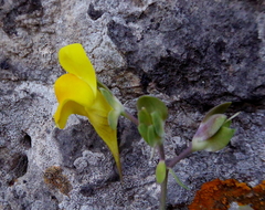 Linaria platycalyx