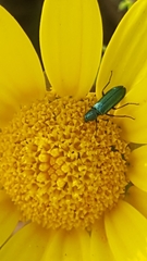 Psilothrix viridicoerulea