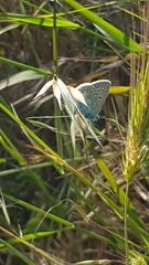 Polyommatus icarus