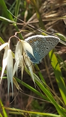 Polyommatus icarus