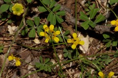 Securigera securidaca