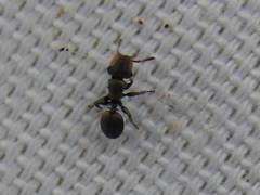 Cephalotes texanus