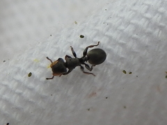 Cephalotes texanus