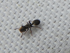 Cephalotes texanus