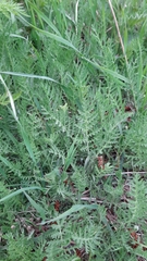 Filipendula vulgaris