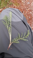 Filipendula vulgaris