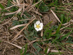 Potentilla montana