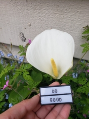 Zantedeschia aethiopica