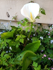Zantedeschia aethiopica