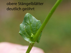 Cochlearia pyrenaica