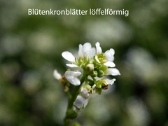 Cochlearia pyrenaica