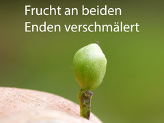 Cochlearia pyrenaica