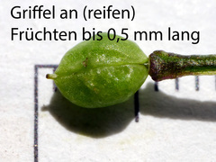 Cochlearia pyrenaica