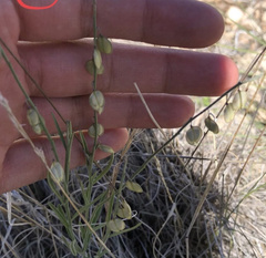 Hebecarpa barbeyana