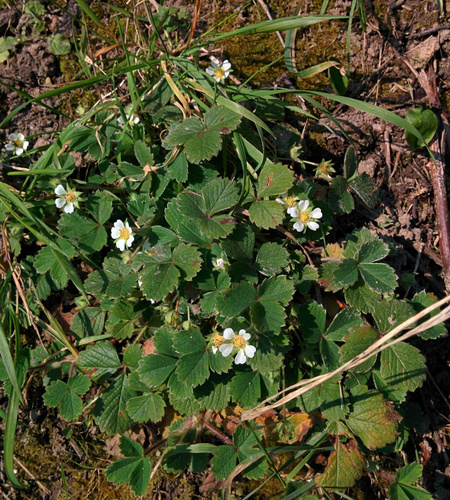Barren Strawberry