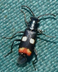 Anthocomus fenestratus