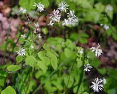 Thalictrum clavatum