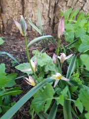 Lilieae