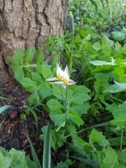 Lilieae