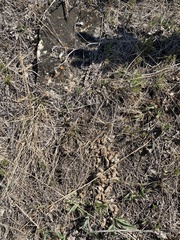 Tympanuchus phasianellus