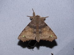 Olceclostera brama