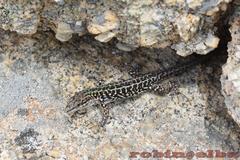 Podarcis siculus calabresiae