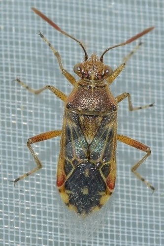 Hyaline Grass Bug