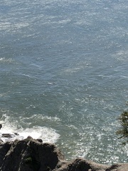 Eschrichtius robustus