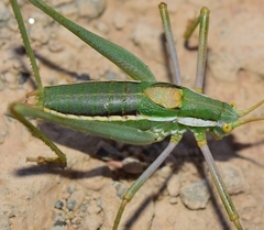 Odontura aspericauda