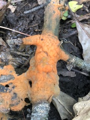 Fusicolla merismoides