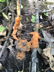 Fusicolla merismoides