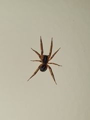Araneae