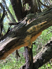 Fusicolla merismoides