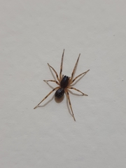 Araneae