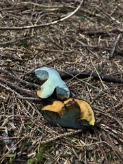 Gastroboletus