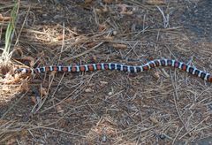 Lampropeltis multifasciata