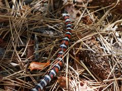 Lampropeltis multifasciata