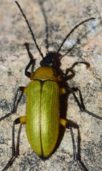 Proctenius granatensis
