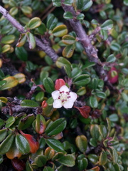 Cotoneaster integrifolius