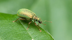 Polydrusus pterygomalis