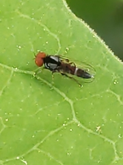 Bertamyia notata