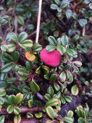 Cotoneaster integrifolius