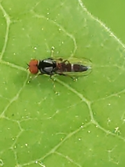 Bertamyia notata