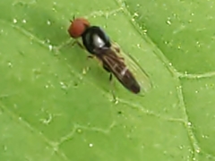 Bertamyia notata