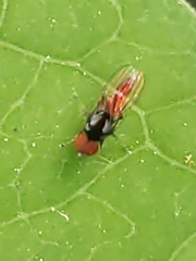 Bertamyia notata