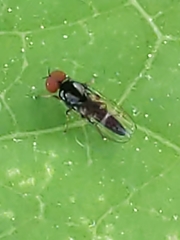 Bertamyia notata
