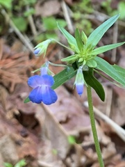 Collinsia grandiflora